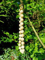 Bali Sand Bead Necklace